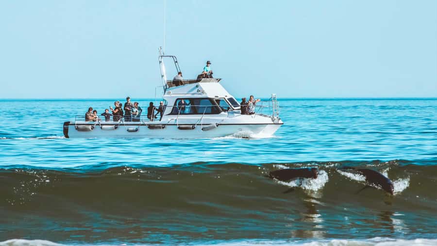 Walvis Bay: Namibian Coast Dolphin Cruise with Light Lunch - Price and Value: What $155 Buys You in Real Terms