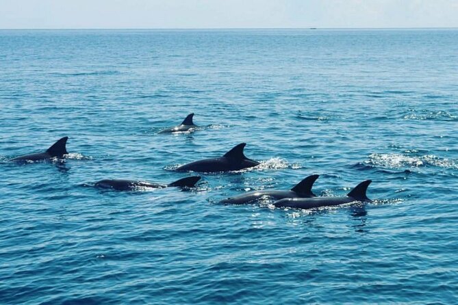 Wasini Dolphin Snorkeling - Kisite Mpunguti Marine Park snorkeling: what you’re really booking