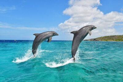 Wasini Dolphin Snorkeling - Dolphin spotting by boat: how to get good sightings