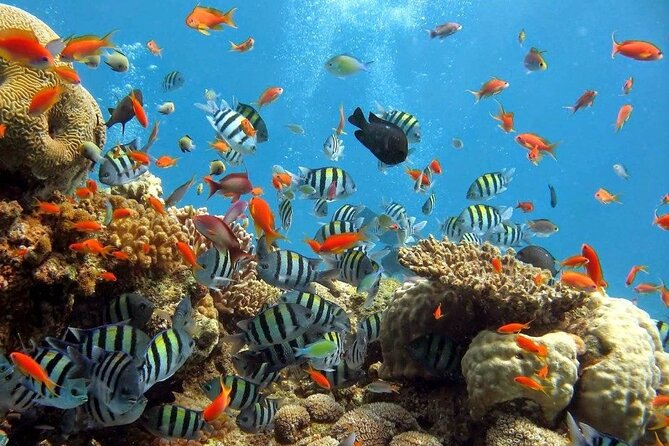 Wasini Dolphin Snorkeling - Wasini Island lunch and village tour: a meaningful break from the sea