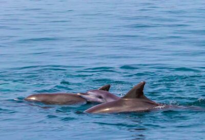 Wasini Island: Dolphin Spotting & Snorkel at Kisite Mpunguti - The Kisite Mpunguti snorkeling stop: coral gardens and marine life time