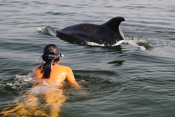 Watch and Swim with Dolphins in the Wild - Puerto Vallarta Dolphin Time, Without the Captivity Feel