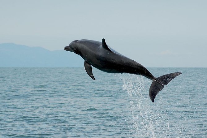 Watch and Swim with Dolphins in the Wild - The Hydrophone Method: How You Find Dolphins by Their Sounds