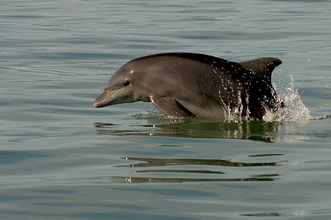 Watch and Swim with Dolphins in the Wild - Who This Tour Fits Best (And Who Might Want a Different Plan)