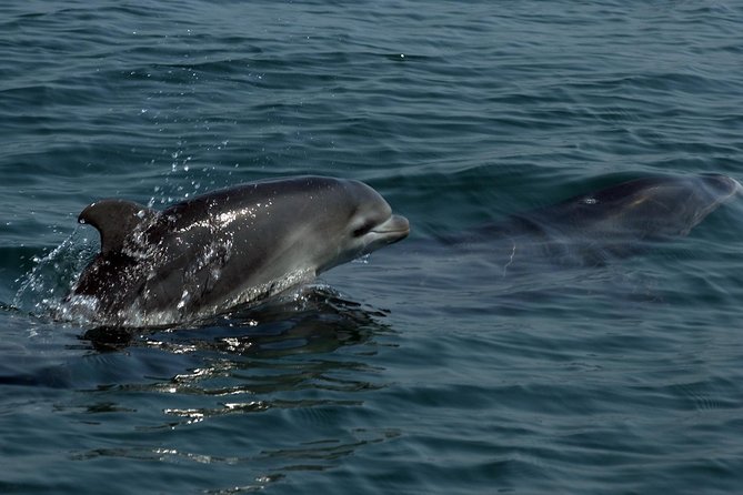 Watch and Swim with Dolphins in the Wild - Guides and Captains: Why the Crew Makes or Breaks It