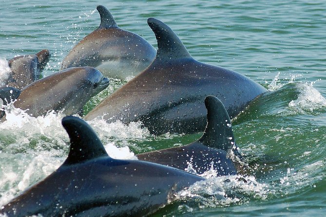 Watch and Swim with Dolphins in the Wild - The Swim Moment: Small-Group Rotations and Wild-Behavior Reality
