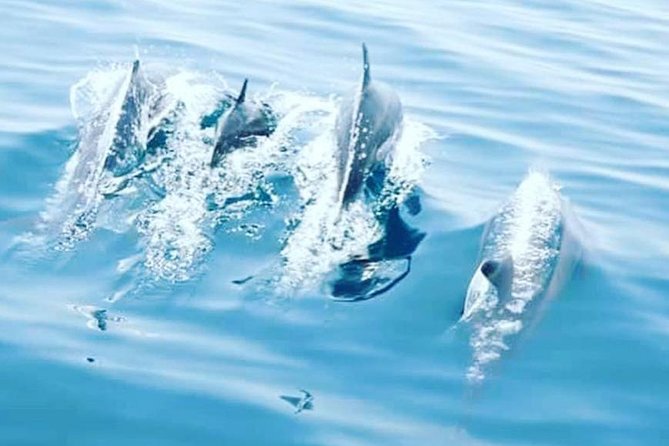 Watching Dolphins, Muscat - Why Muscat dolphin watching is worth your morning