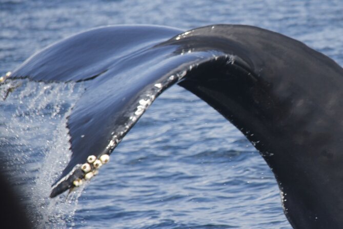 Watching whales and dolphins on Terceira Island - Key highlights at a glance