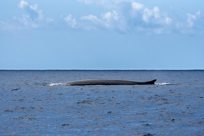 Watching whales and dolphins on Terceira Island - What you’re likely to see: whales and dolphins in Azorean waters
