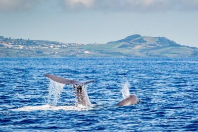 Watching whales and dolphins on Terceira Island - The “watchman” system: how the boat finds animals