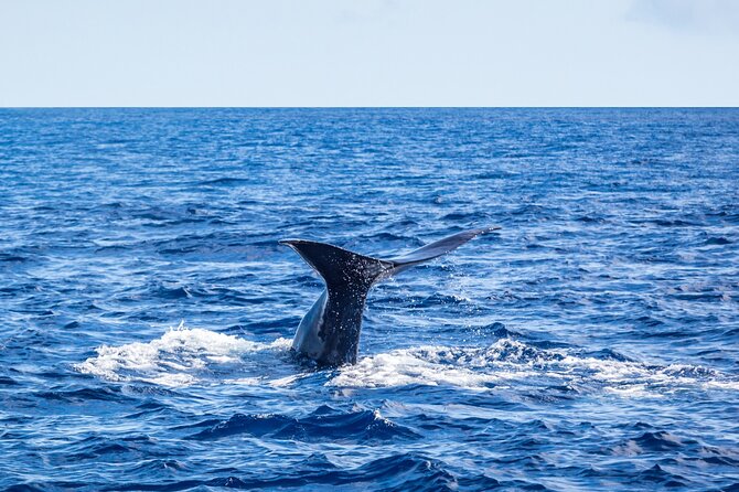 Watching whales and dolphins on Terceira Island - How the 3 hours usually feel on the water