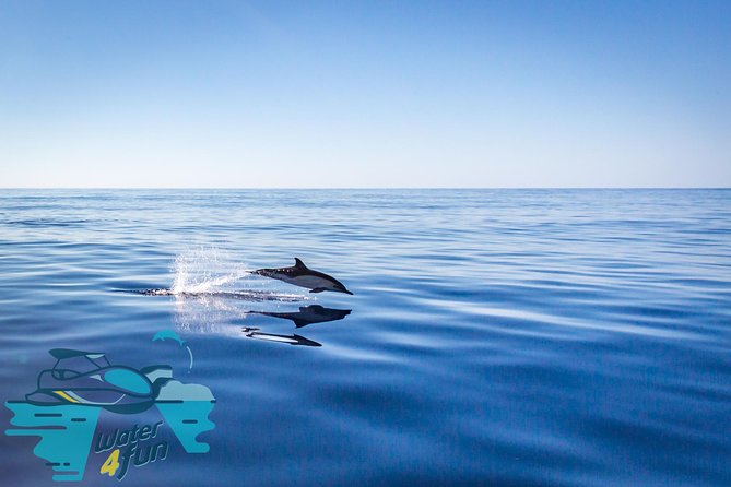 Watching whales and dolphins on Terceira Island - Boat size and seating: why this matters for views