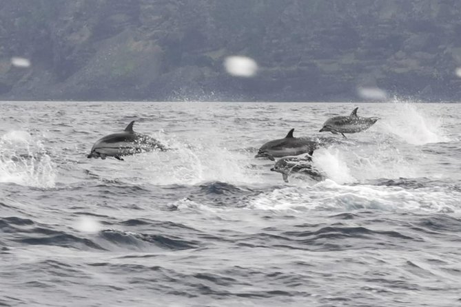 Watching whales and dolphins on Terceira Island - Price and value: what $78.64 buys you here