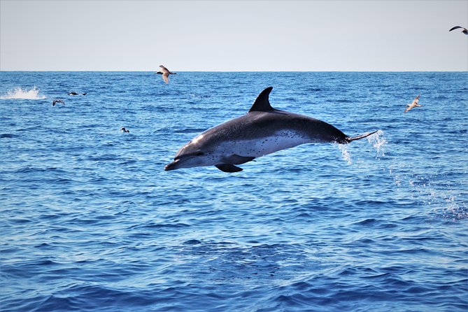 Watching whales and dolphins on Terceira Island - Season, weather, and what to do with that reality
