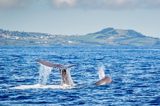 Watching whales and dolphins on Terceira Island - The “watchman” system: how the boat finds animals