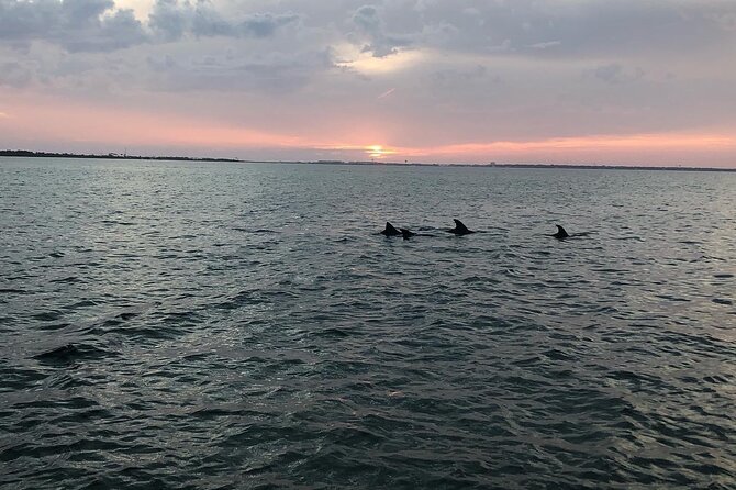 Waverunner Dolphin Tour - Wildlife odds: what you might see in the wild (and what you shouldn’t expect)