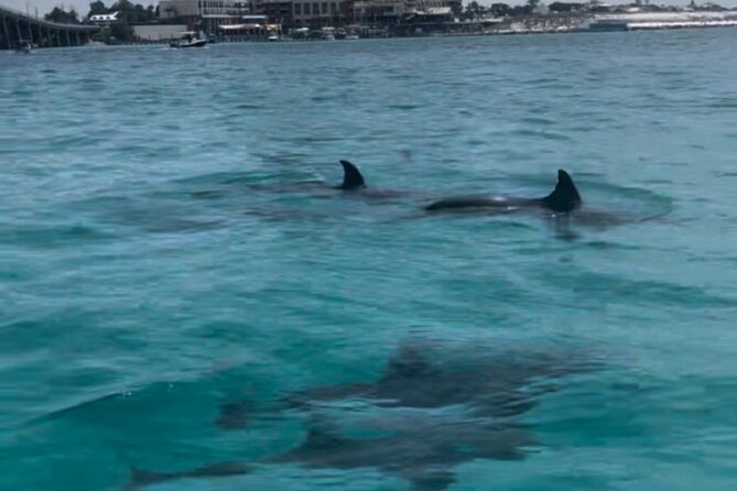 Waverunner Dolphin Tour - Meet-up reality: Power Up Watersports and a 10:00 am start
