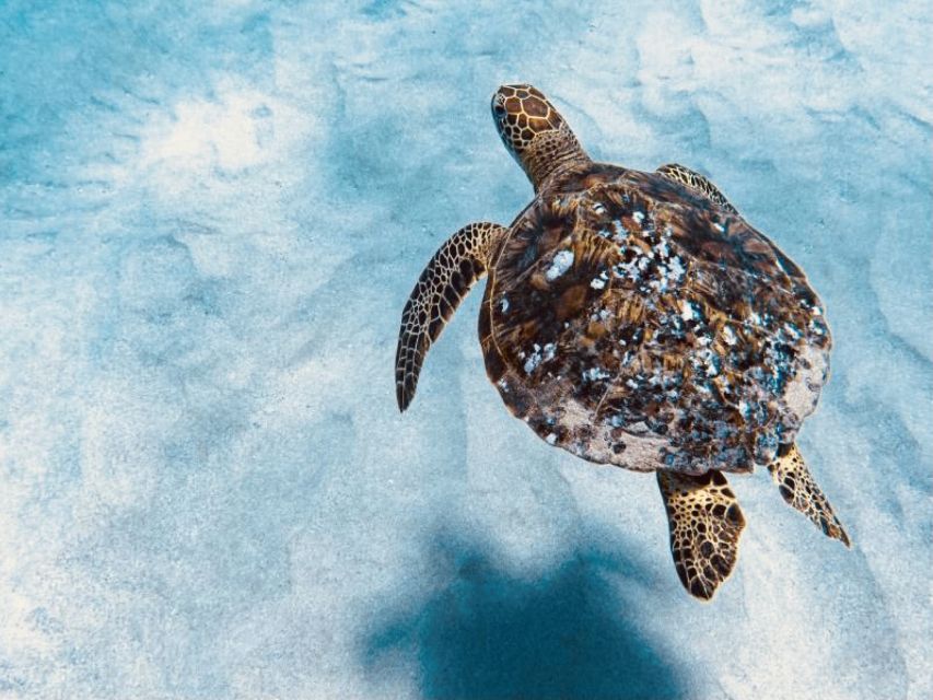 West O'ahu: Dolphin Watching and Snorkeling Catamaran Cruise - Why West O’ahu is a strong pick for dolphins and snorkeling