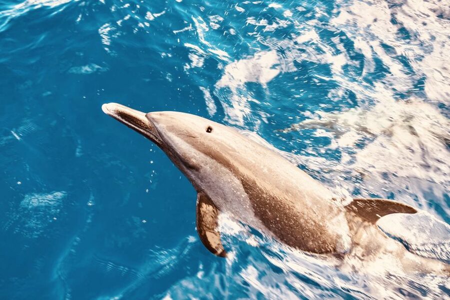 West O'ahu: Dolphin Watching and Snorkeling Catamaran Cruise - Pickup timing in Waikiki and Ko Olina, plus Waianae Pier A