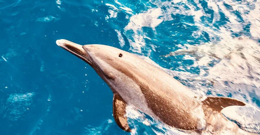 West O'ahu: Dolphin Watching and Snorkeling Catamaran Cruise - The catamaran ride: 42 passengers, double hull, and real comfort