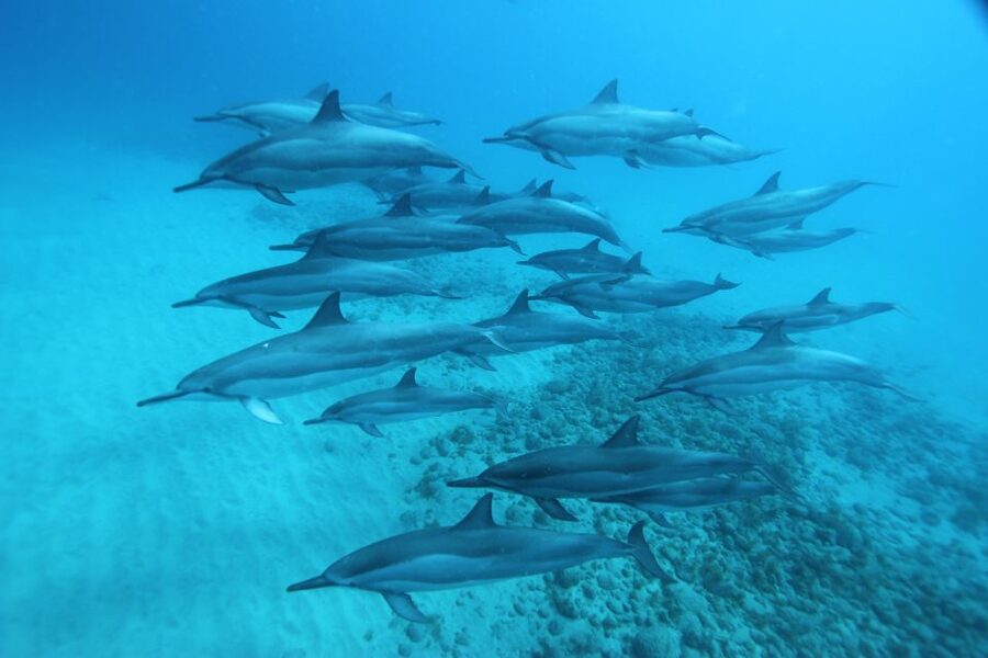 West O'ahu: Swim with Dolphins Catamaran Cruise - Key points to know before you go