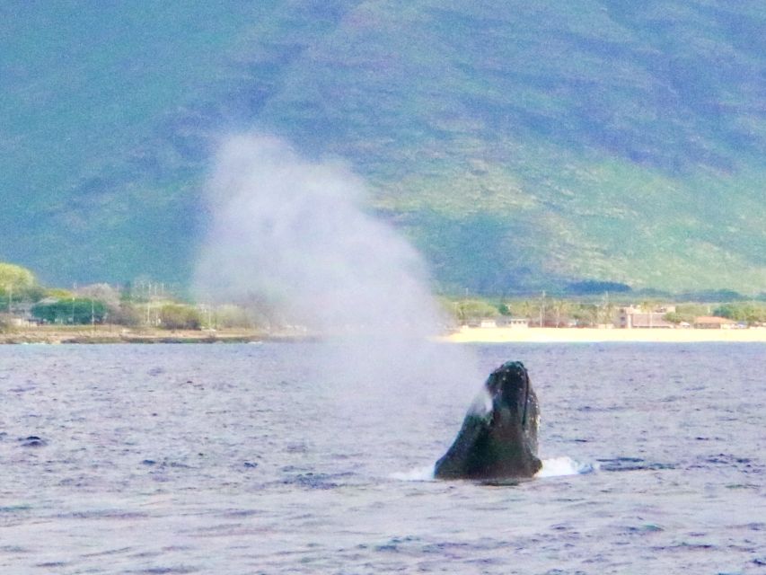 West O'ahu: Swim with Dolphins Catamaran Cruise - A 4-hour West O’ahu dolphin cruise that starts with real ocean time