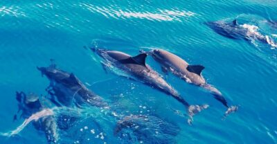 West O'ahu: Swim with Dolphins Catamaran Cruise - Boarding the 40-person double-hulled catamaran (and why that group size matters)