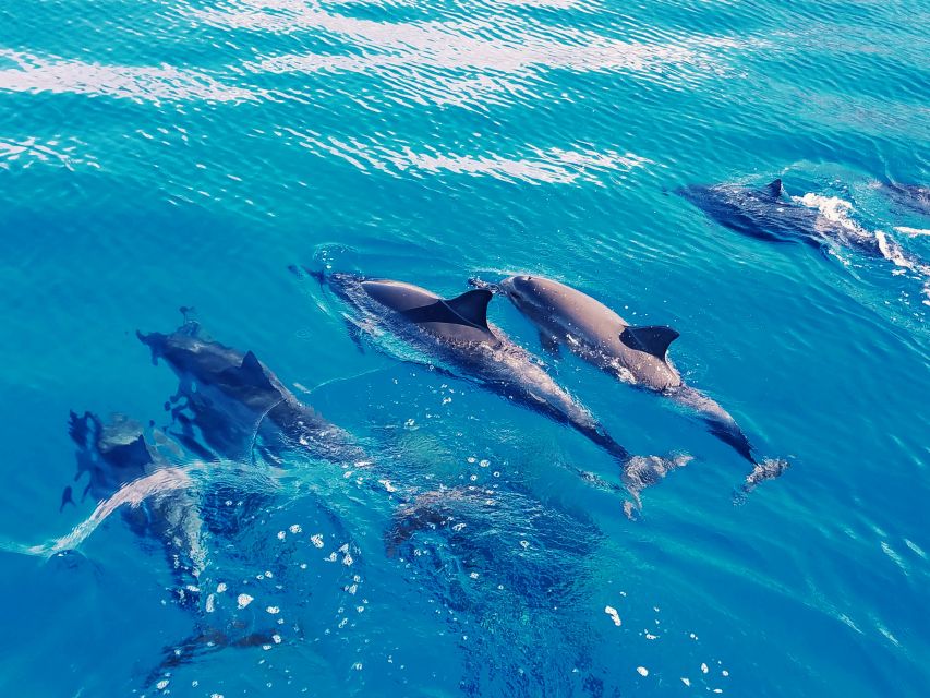 West O'ahu: Swim with Dolphins Catamaran Cruise - Ocean-and-mountain views on both legs of the cruise