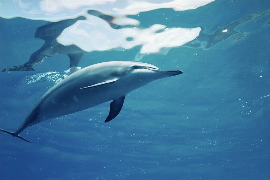 West O'ahu: Swim with Dolphins Catamaran Cruise - Getting to the harbor: Waikiki shuttles and the Waianae self-drive option