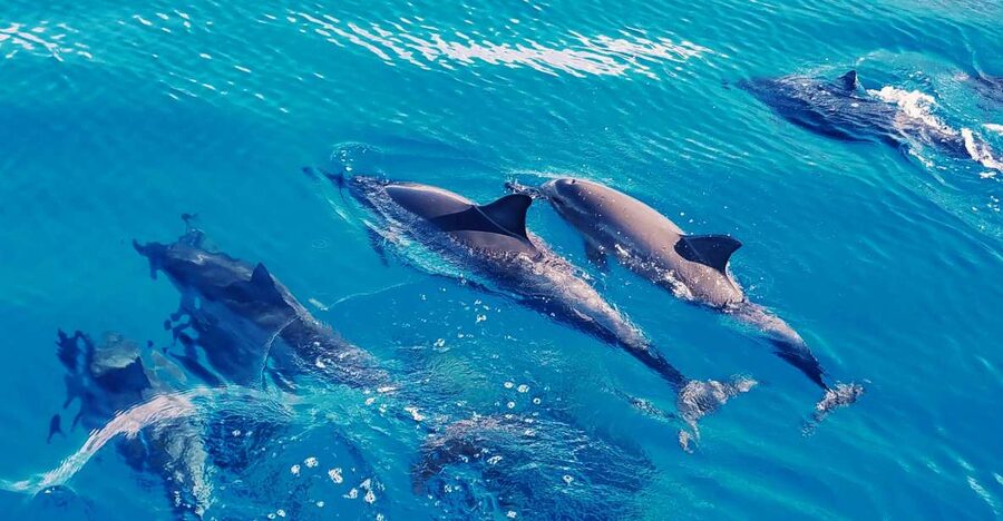 West O'ahu: Swim with Dolphins Catamaran Cruise - Boarding the 40-person double-hulled catamaran (and why that group size matters)