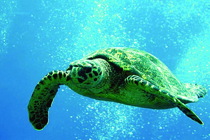 West Oahu Afternoon Turtle Snorkel Sail - Waianae Small Boat Harbor: The easiest way to start your West Oahu afternoon
