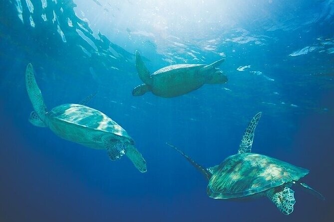 West Oahu Afternoon Turtle Snorkel Sail - The snorkeling stop: how conditions, gear, and crew support shape your swim