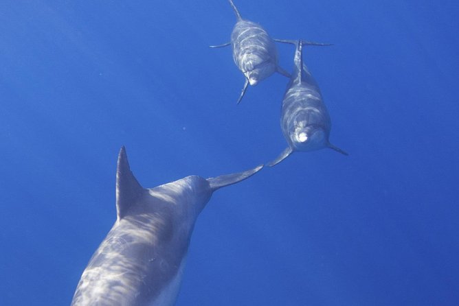 West Oahu Dolphin Watch and Snorkel Sail with Lunch - A 3-hour catamaran built around West Oahu marine life