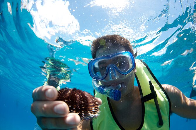 West Oahu Dolphin Watch and Snorkel Sail with Lunch - Dolphins in the wild: how the boat hunting part feels