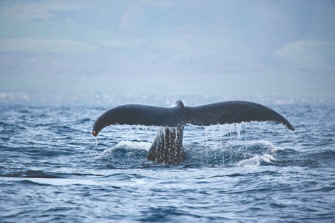 West Oahu Dolphin Watch and Snorkel Sail with Lunch - Snorkeling with provided gear: what you’ll do once the captain stops