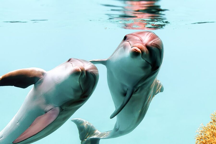 West Oahu: Turtles, Dolphins, and Snorkeling Tour with Lunch - Key things I’d focus on before you book