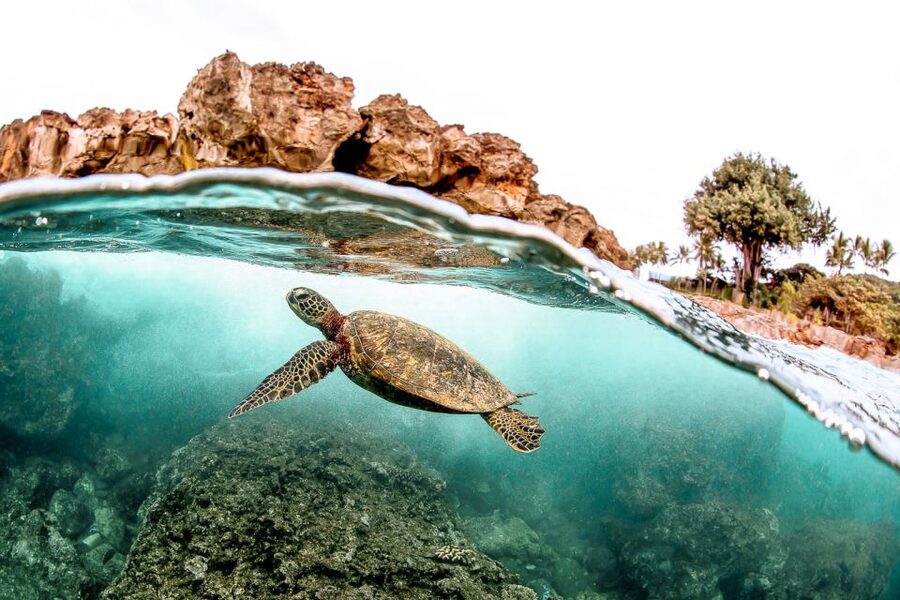 West Oahu: Turtles, Dolphins, and Snorkeling Tour with Lunch - Snorkeling for Hawaiian green sea turtles: how it plays out on the day
