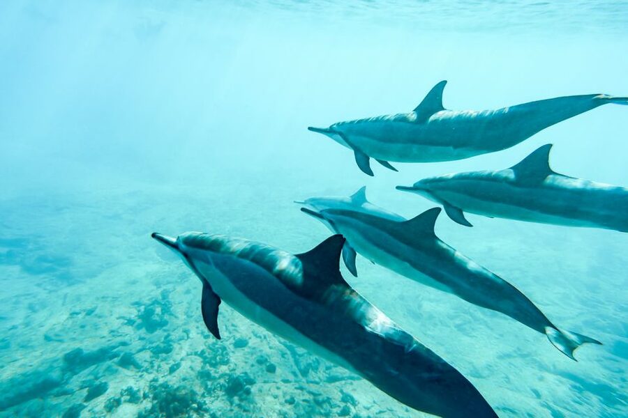 West Oahu: Turtles, Dolphins, and Snorkeling Tour with Lunch - What you’ll actually see under the water (and why it might surprise you)