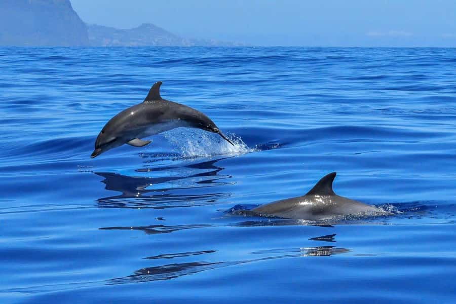 West: Swim wz dolphins, Crystal Rock, Lunch Benitiers island - Key Highlights at a Glance