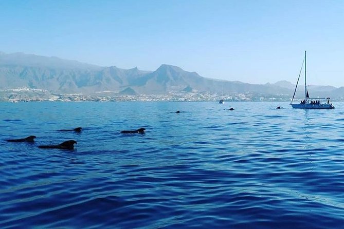 Whale and Dolphin Small Group Sailing from Tenerife South - Captain Patrick and the Galatea crew: humor, attention, and multilingual hosting