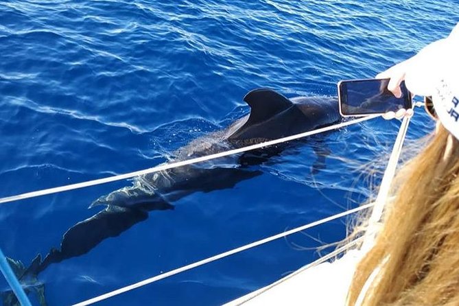Whale and Dolphin Small Group Sailing from Tenerife South - 3 hours on the water: how your sailing day typically unfolds