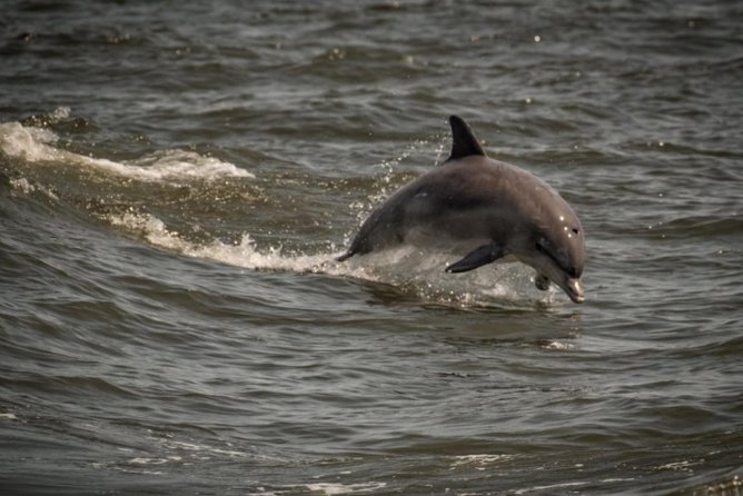 Whale and Dolphin Watching Cruise from Cape May - Cape May’s Coast: Why This Cruise Makes Sense