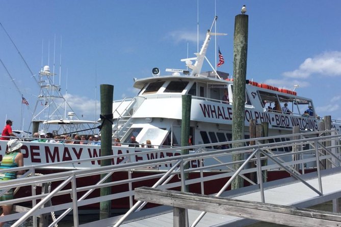 Whale and Dolphin Watching Cruise from Cape May - The 3-Hour Cape May Whale Watch: What to Expect on the Water