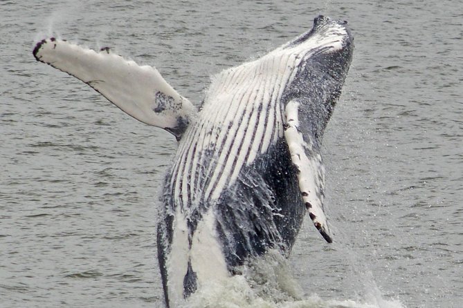 Whale and Dolphin Watching Cruise from Cape May - Price and Value: Is $45 a Good Deal?