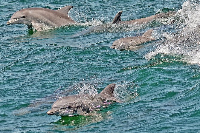 Whale and Dolphin Watching Cruise from Cape May - Who Should Book This Cruise—and Who Might Not