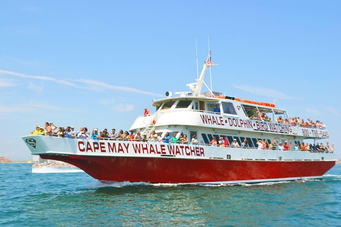 Whale and Dolphin Watching Cruise from Cape May - What Happens Once You’re Aboard: The Live Narration Advantage