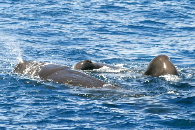 Whale and Dolphin Watching Cruise in St Lucia - Key things that stand out on this St Lucia wildlife cruise