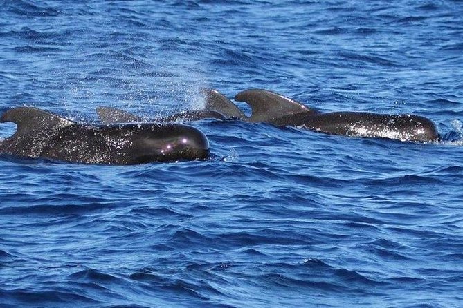 Whale and Dolphin Watching Cruise in St Lucia - The 3 to 3.5 hour search: what your time on the water actually feels like