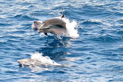 Whale and Dolphin Watching Cruise in St Lucia - The whale and dolphin menu you should know before you go