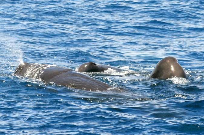 Whale and Dolphin Watching Cruise in St Lucia - Drinks, shade, and the comfort checklist for choppy days